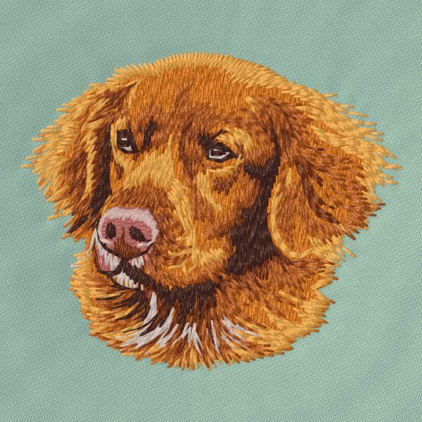 Kanadský retrívr 9