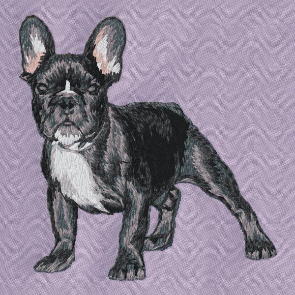 French Bulldog 10