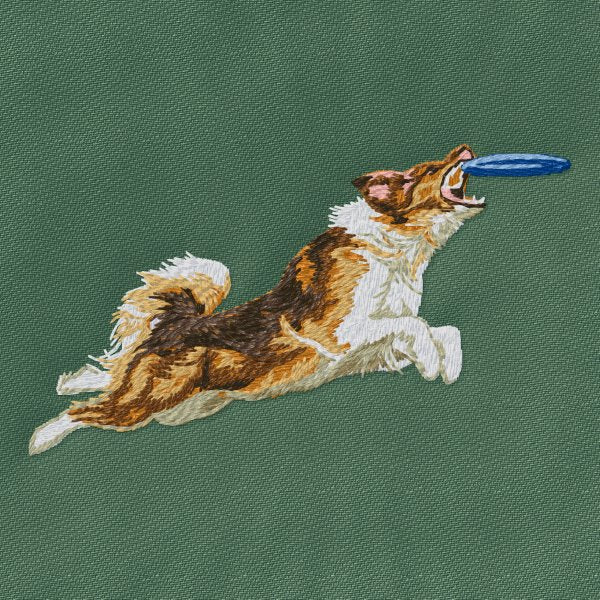 Australský ovčák - Agility 2