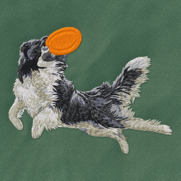 Border kolie - Agility 6