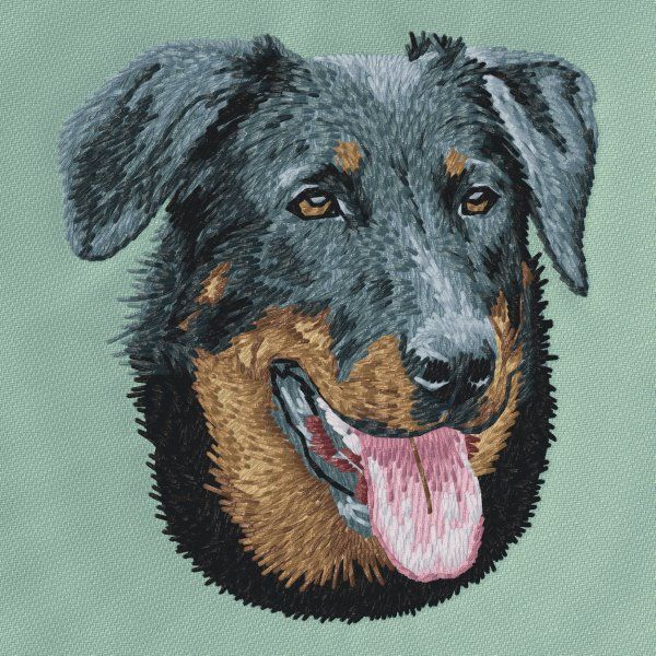 Beauceron 2
