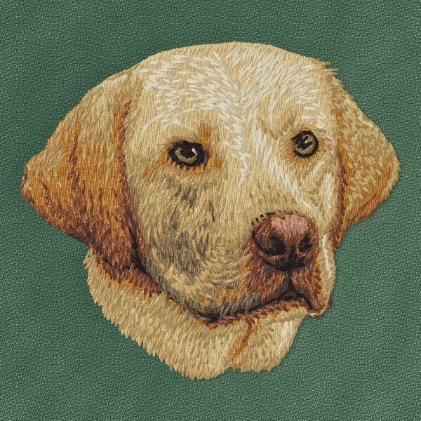 Labradorský retrívr 36