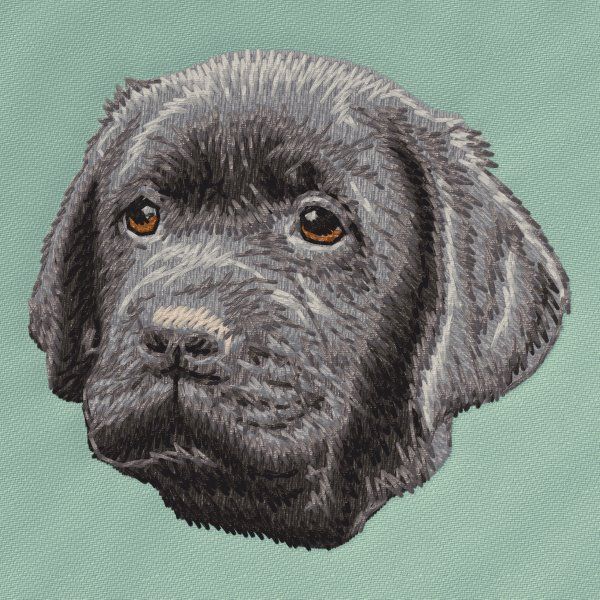 Labradorský retrívr 35