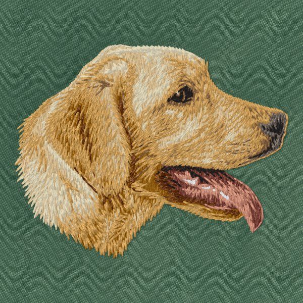 Labradorský retrívr 34