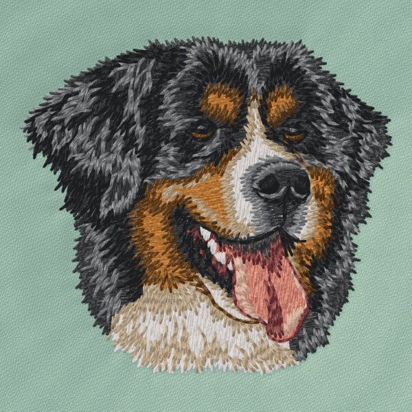 Berner Sennenhund 12