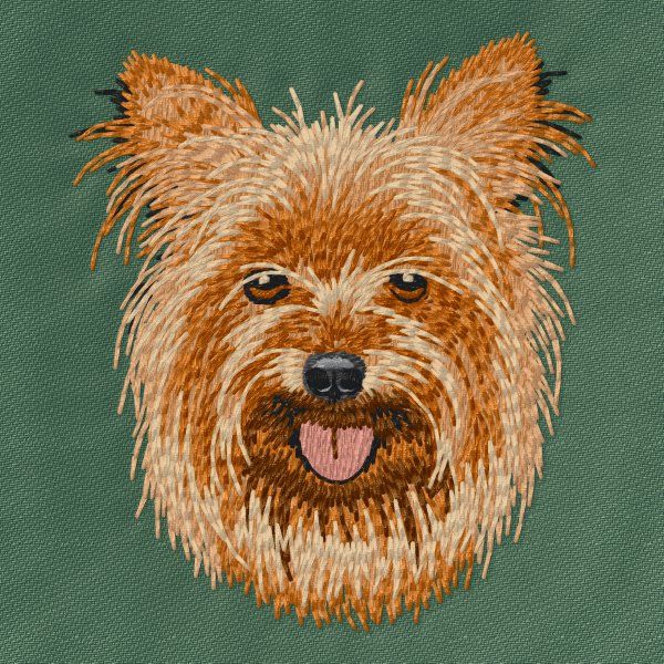Yorkshire Terrier 19
