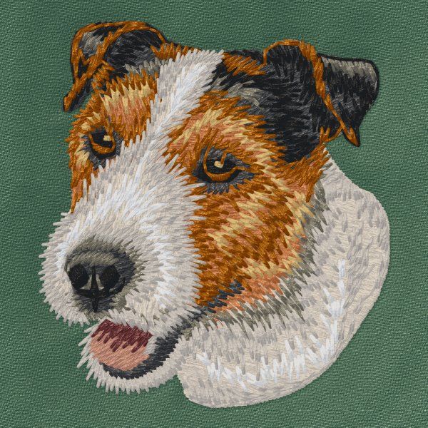 Jack Russell Terrier 11