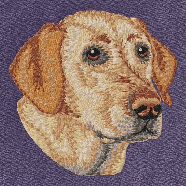 Labradorský retrívr 28