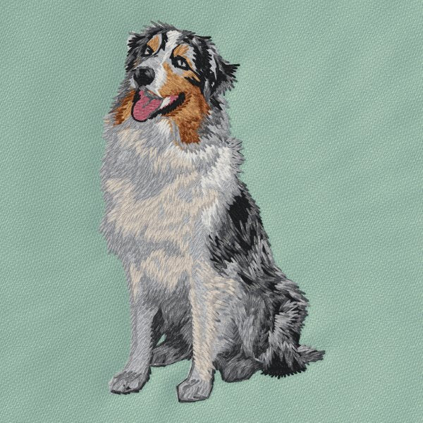 Australian Shepherd 11