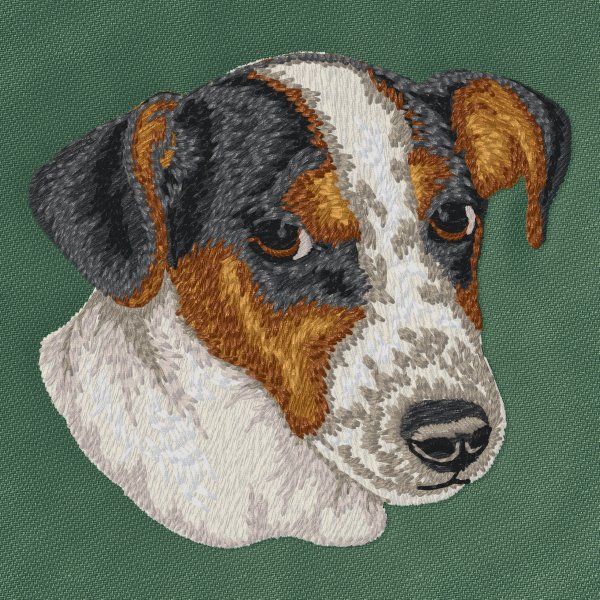 Jack Russell Terrier 10