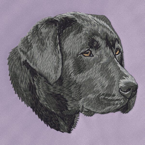 Labradorský retrívr 25