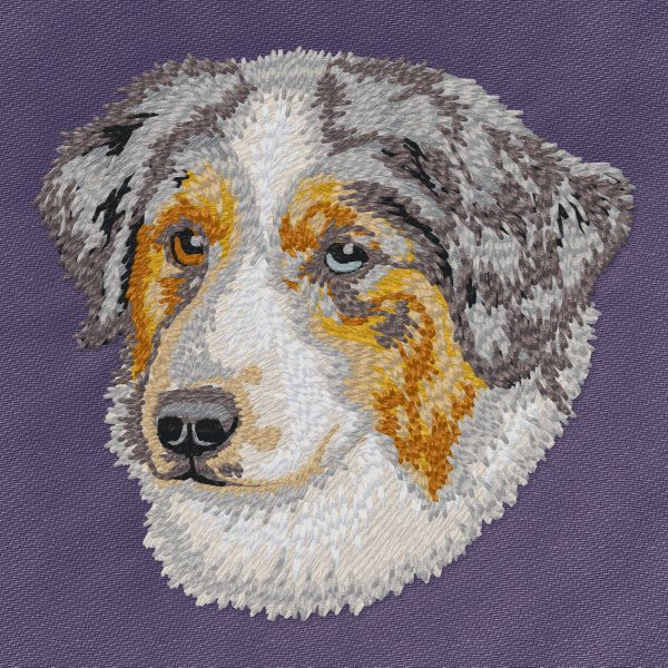 Australian Shepherd 9