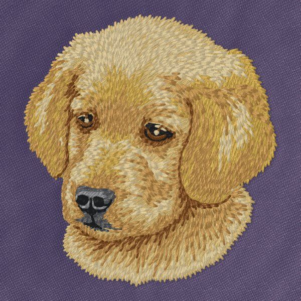 Golden Retriever 15