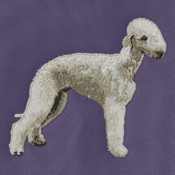 Bedlington Terrier 4
