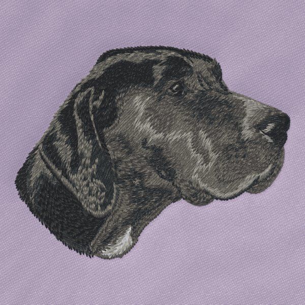 German Shorthaired Pointer 6