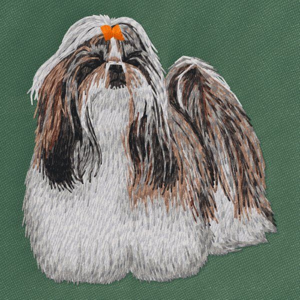 Shih-tzu 7