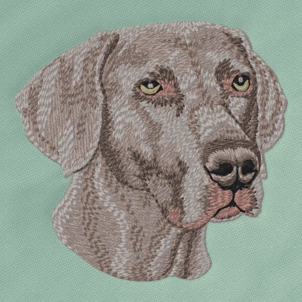 Weimaraner 5