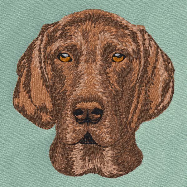 German Shorthaired Pointer 5