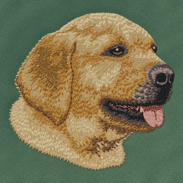 Labradorský retrívr 23