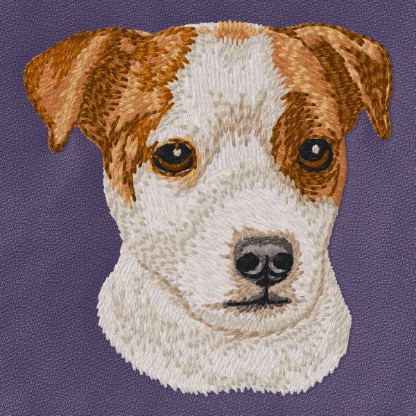 Jack Russell Terrier 7