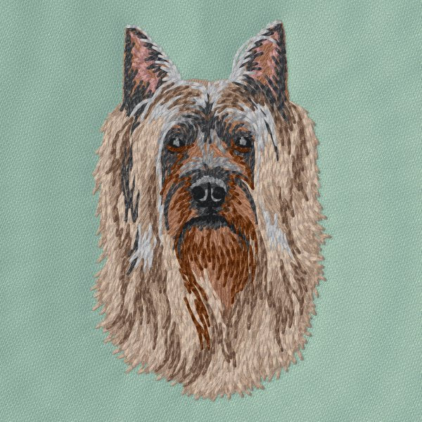 Australian Silky Terrier 6