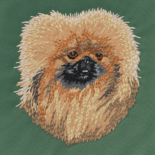 Pekingese 5