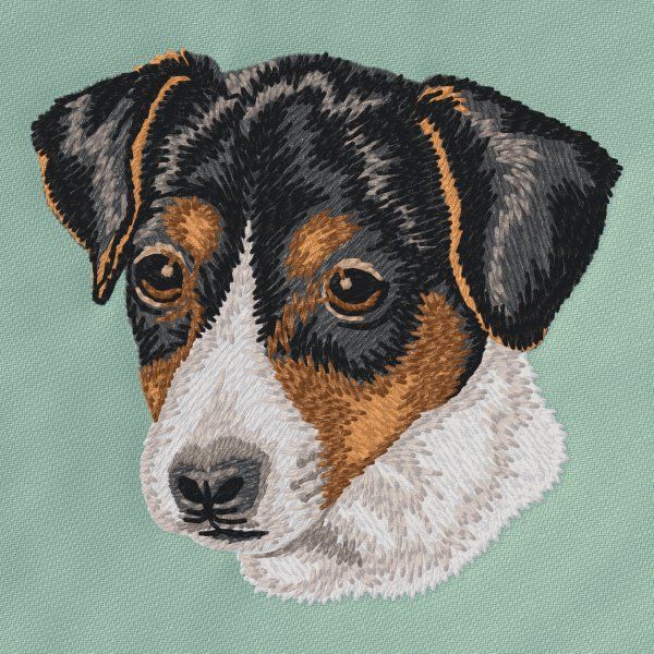Jack Russell Terrier 5