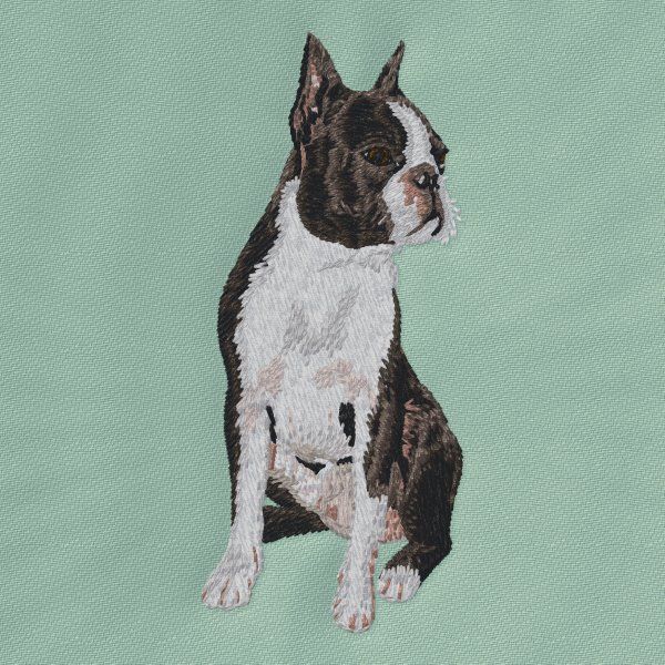 Boston Terrier 5