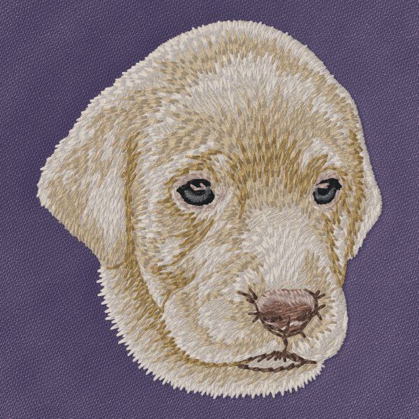 Labradorský retrívr 19