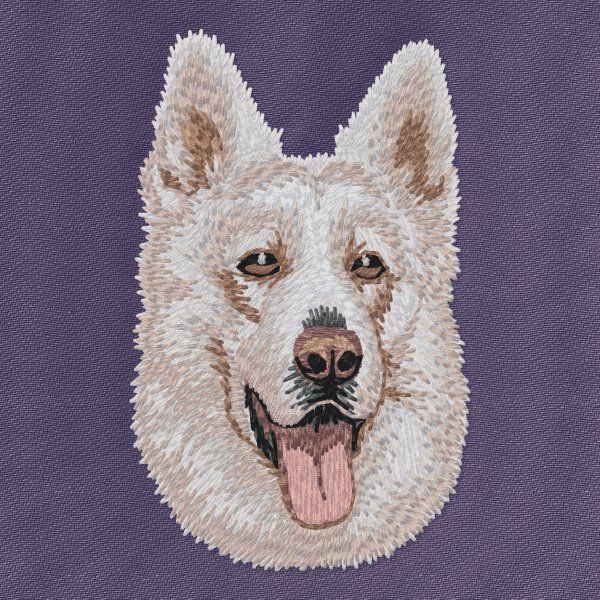 Swiss Shepherd Dog 2