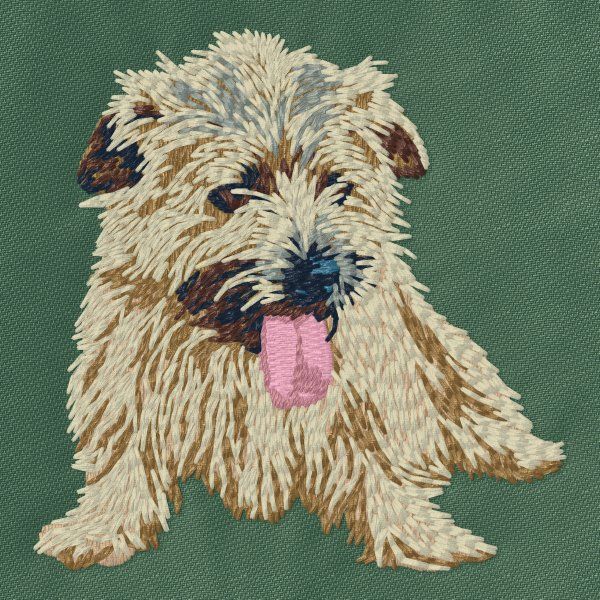 Norfolk Terrier 2