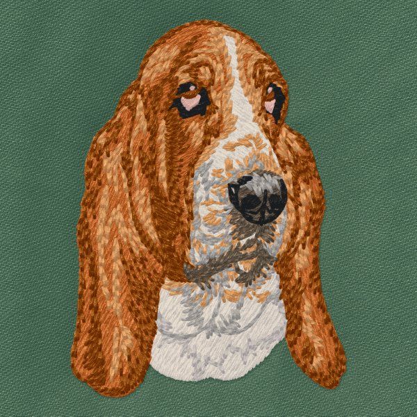 Basset Hound 9