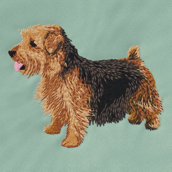 Norfolk Terrier 1