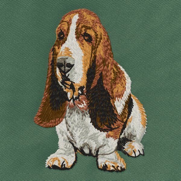 Basset Hound 8