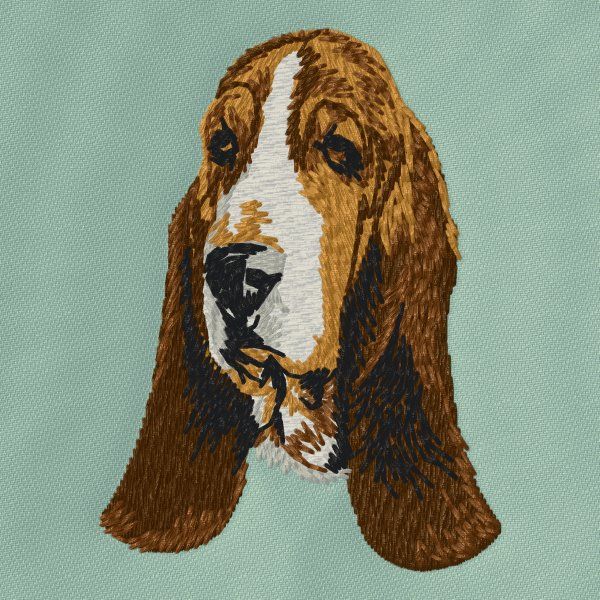 Basset Hound 7