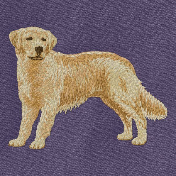 Golden Retriever 11