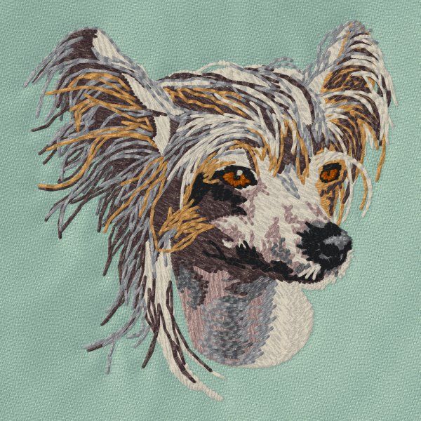 Čínský chocholatý pes 5