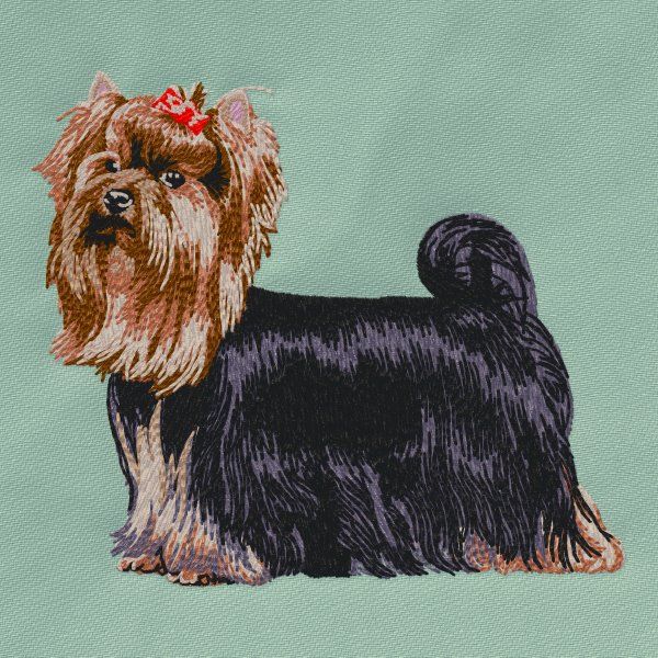 Yorkshire Terrier 13