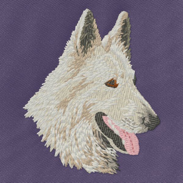 Swiss Shepherd Dog 1