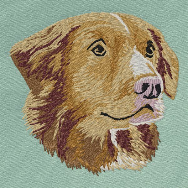 Kanadský retrívr 2