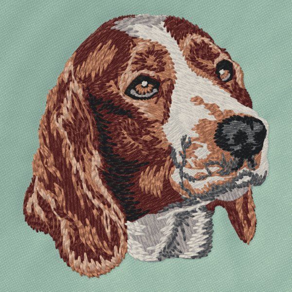 Welsh Springer Spaniel 1