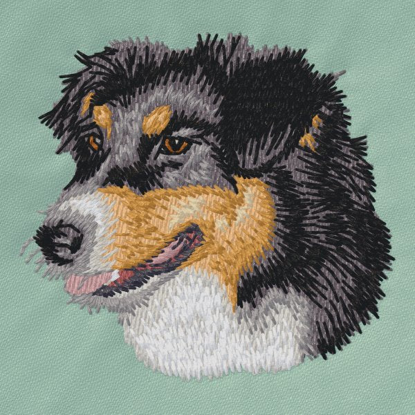 Australian Shepherd 4