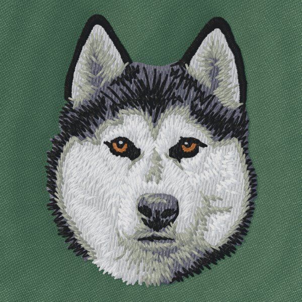 Sibiřský husky 4