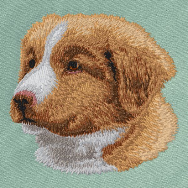 Kanadský retrívr 1