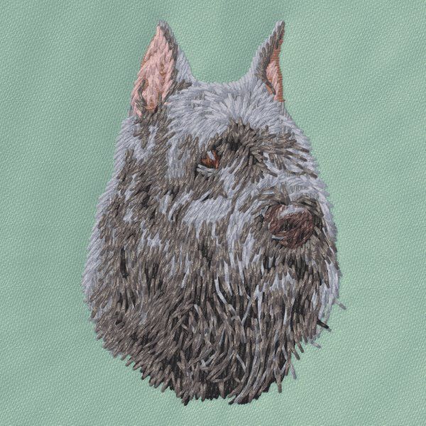 Flandrischer Treibhund 2