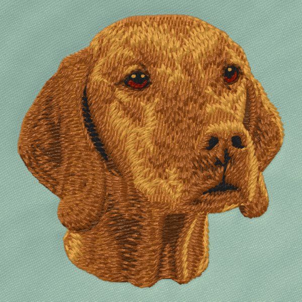 Vizsla 2