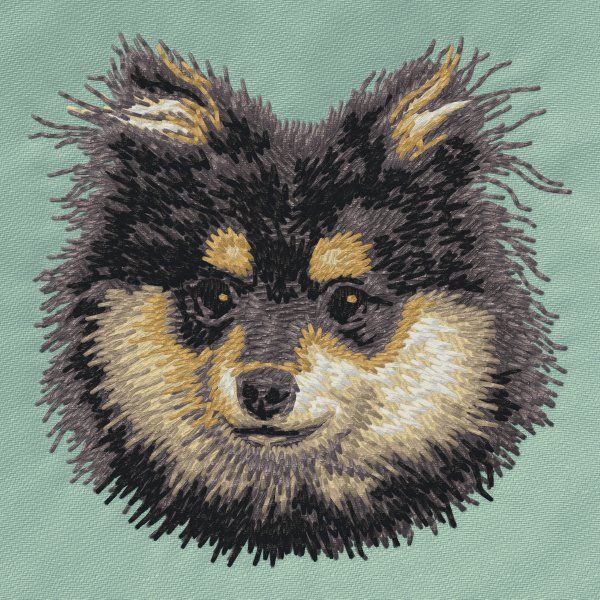 Pomeranian 5
