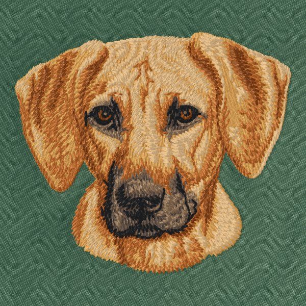 Rhodéský ridgeback 1