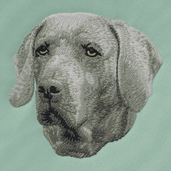 Weimaraner 2