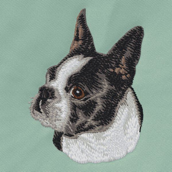 Boston Terrier 4